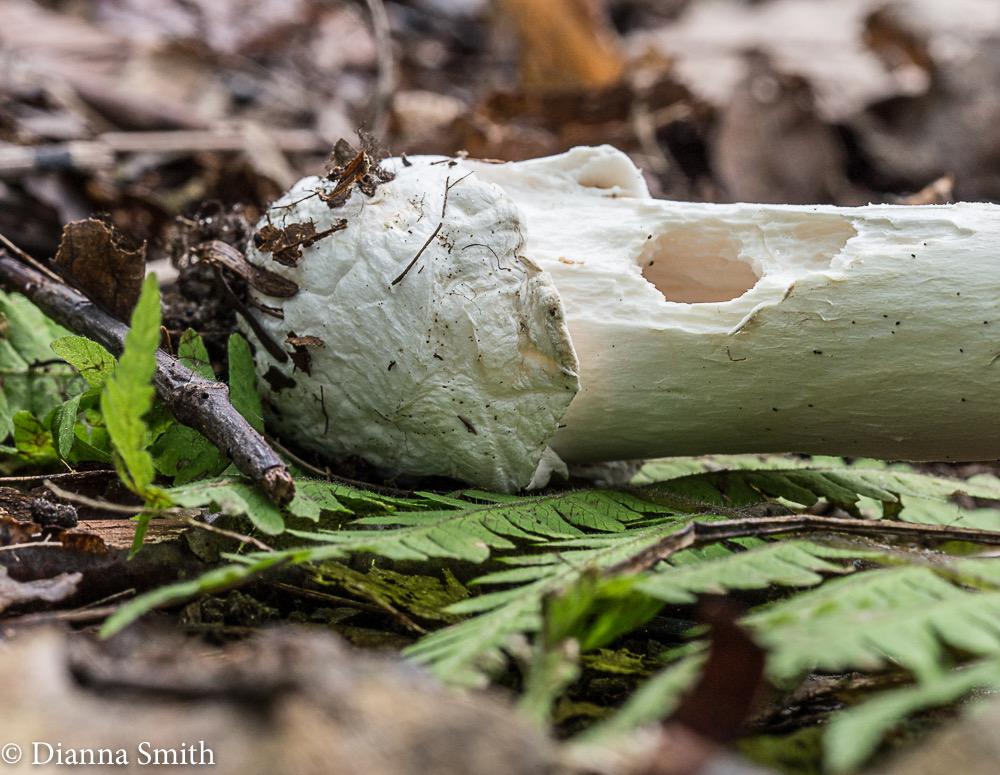 Amanita spreta 01090