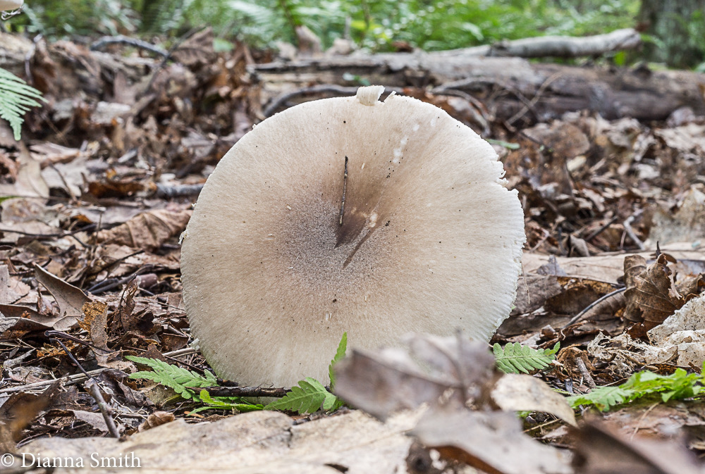 Amanita spreta 01094