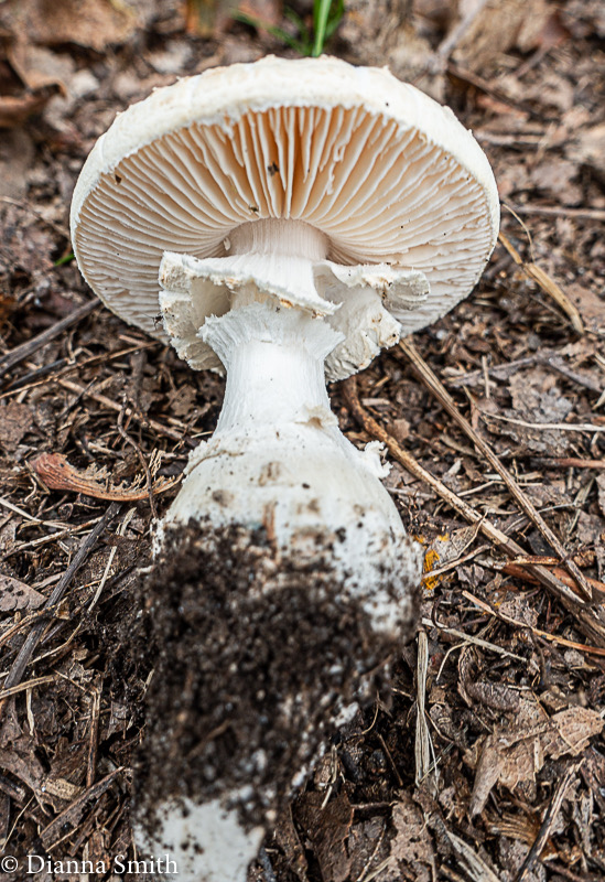 Amanita subcokeri 00353