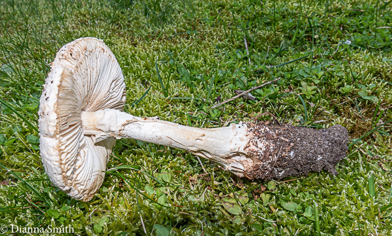 Amanita subcokeri 03461