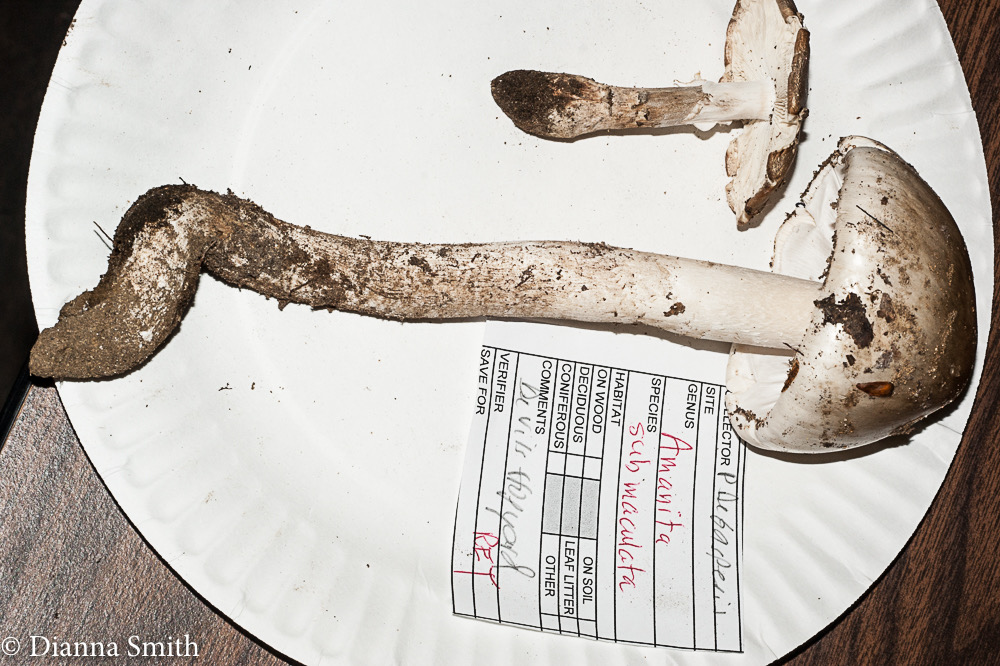 Amanita submaculata 03089