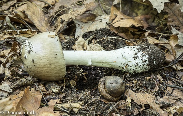 Amanita submaculata sec. Lepidella 05425