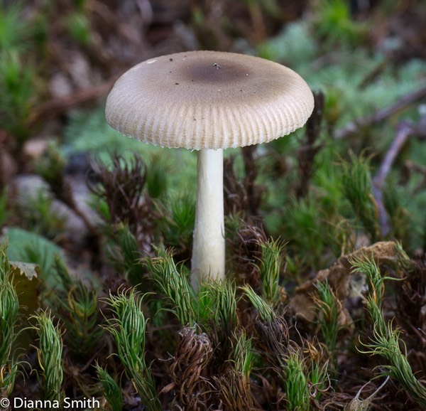 Amanita virginiana1020139