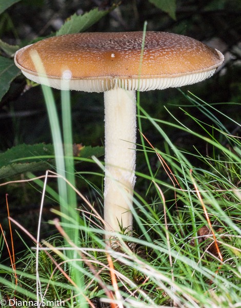 Amanita wellsii02143