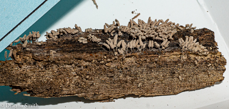 Arcyria cinera01491