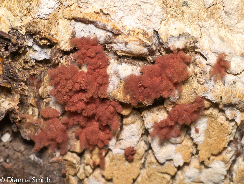 Arcyria denudata1000247