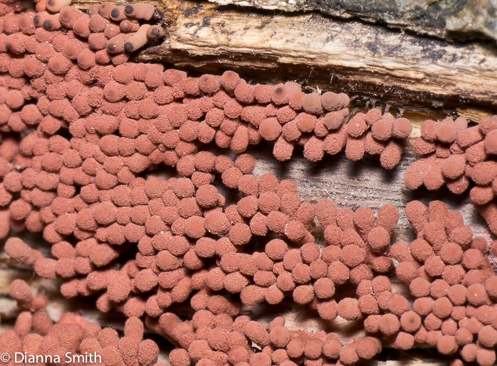 Arcyria denudata1000256