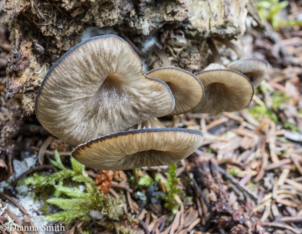 Arrhenia epichysium05983
