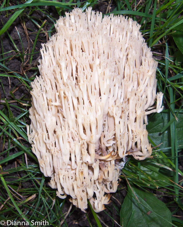 Artomyces pyxidatus (Clavicorona pyxidata)3254