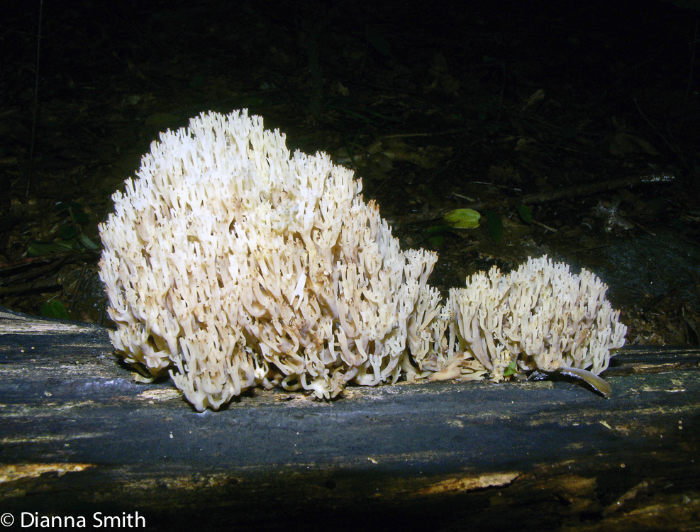 Artomyces pyxidatus (Clavicorona pyxidata)3259