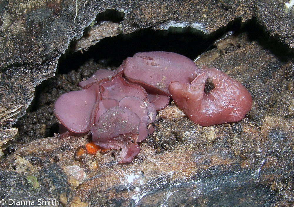 Ascocoryne cylichnium1070053