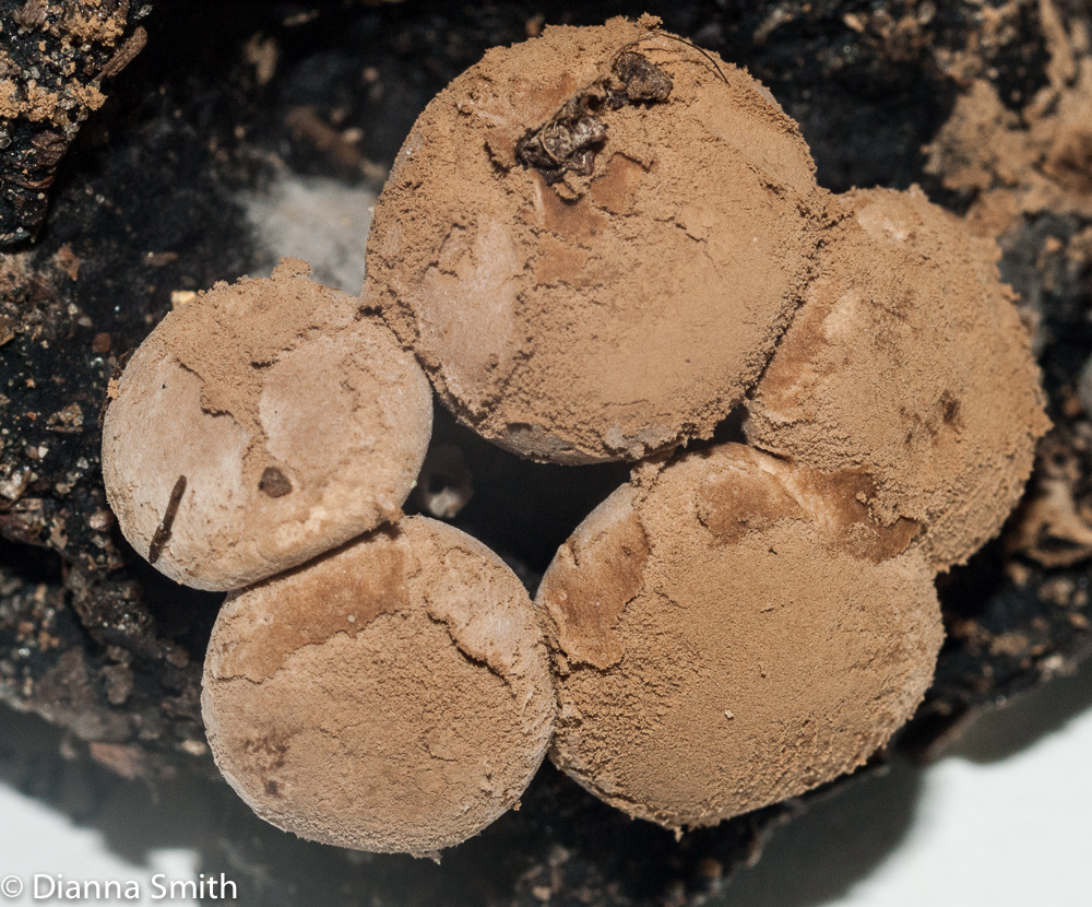 Asterophora lycoperdoides01438