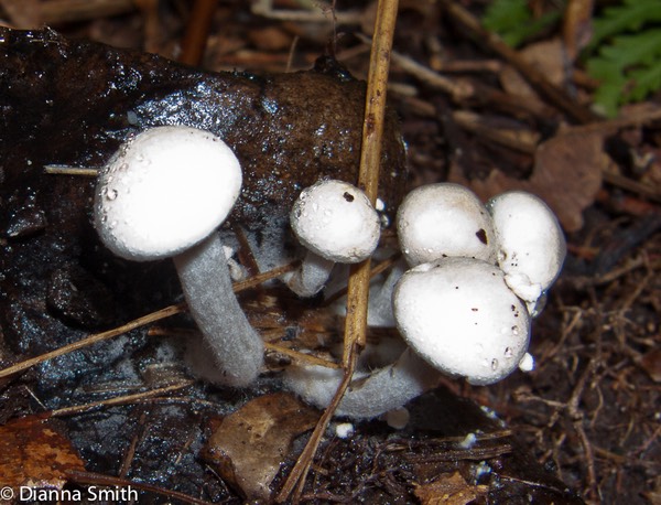 Asterophora lycoperdoides (Nyctalis lycoperdoides)9819
