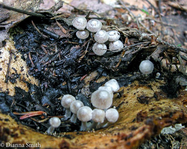 Asterophora parasitica 6721