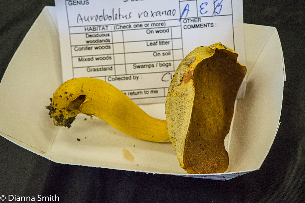 Aureoboletus roxanae 01611