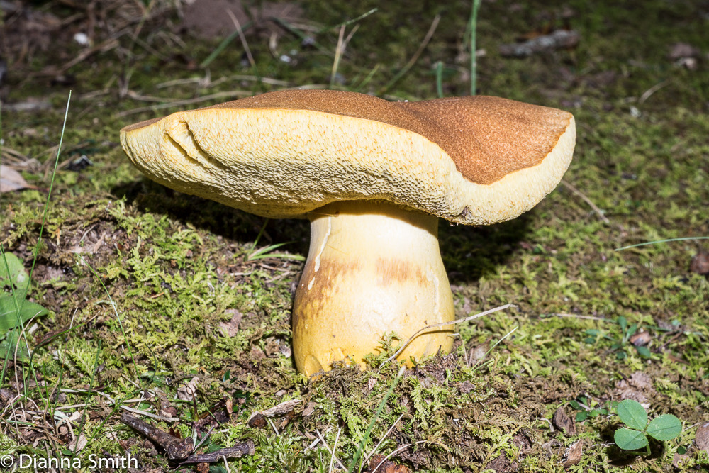 Aureoboletus roxanae (Boletus roxanae)02629