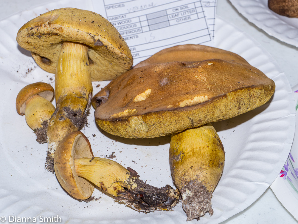 Aureoboletus roxanae (Boletus roxanae)1020188