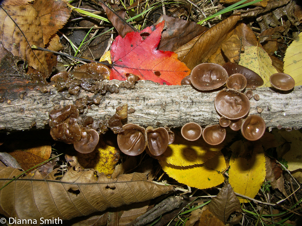 Auricula auricularia4510