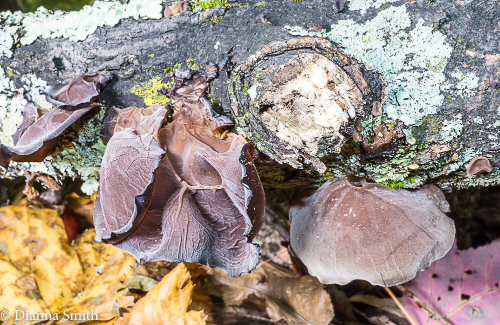 Auricularia americana (Auricularia auricula) 05964
