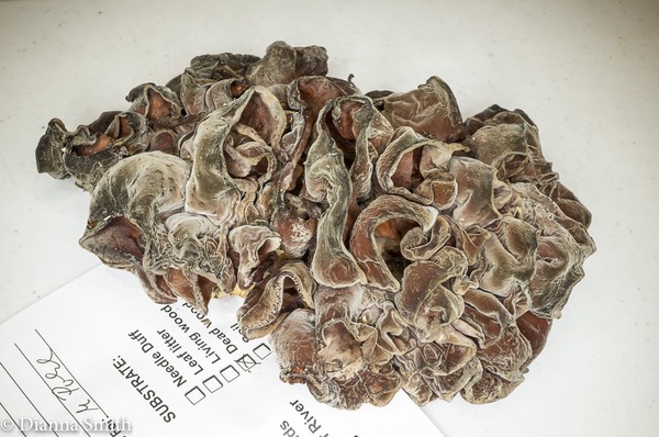 Auricularia fuscosuccinea03987