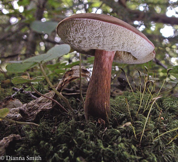Austroboletus gracilis v. gracilis 6927