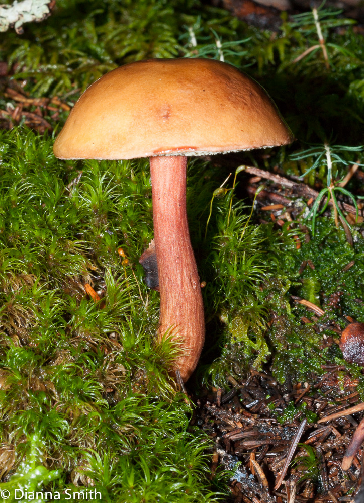 Austroboletus gracilis02233