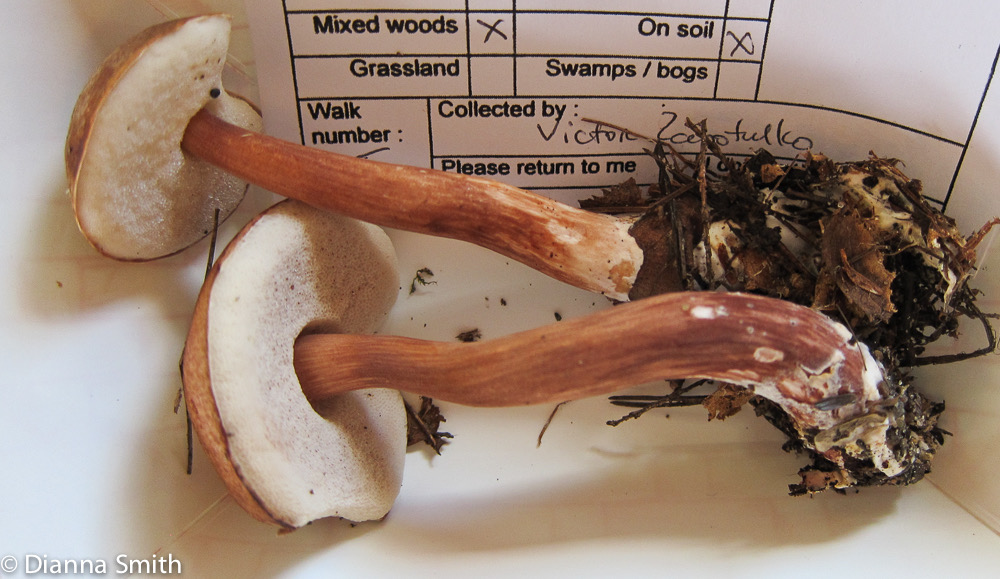 Austroboletus gracilis 2335