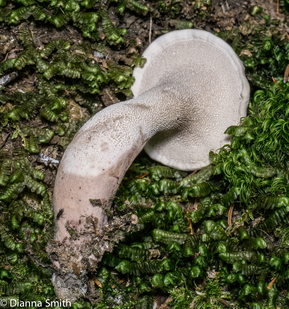 Bankera fulingineoalba1010442