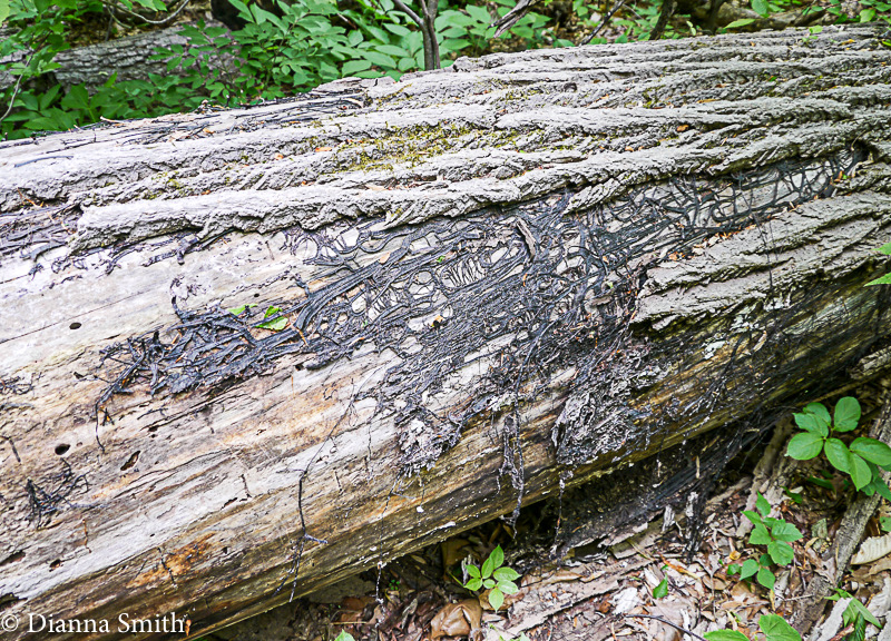 Black Armillaria shoe-strings00340