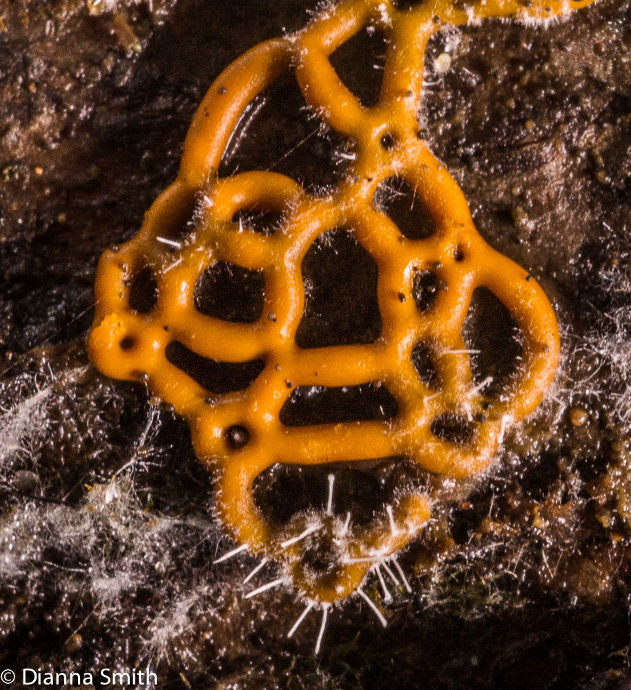 Blistum ovalisporum on Hemitrichia serpula 05482