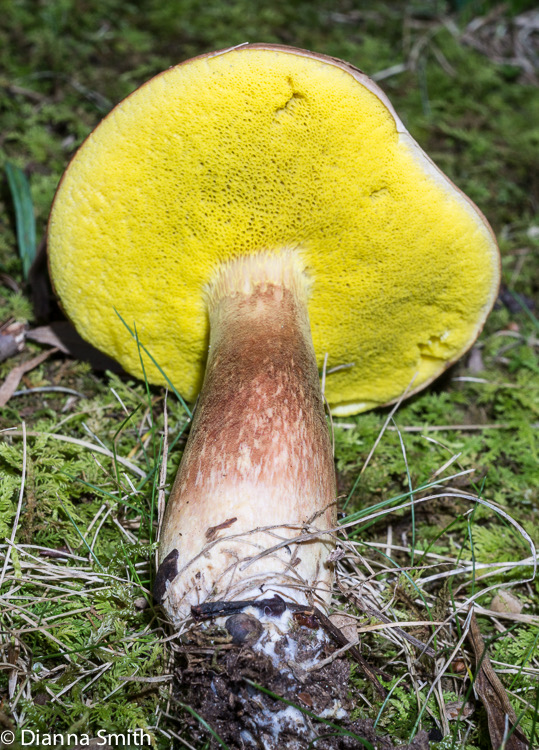 Aureoboletus auriporus (Boletus auriporus) 02630