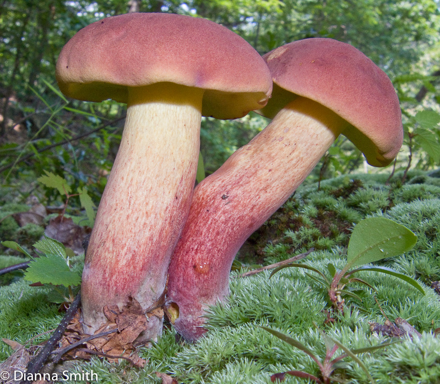 Baorangia bicolor (Boletus bicolor)2979