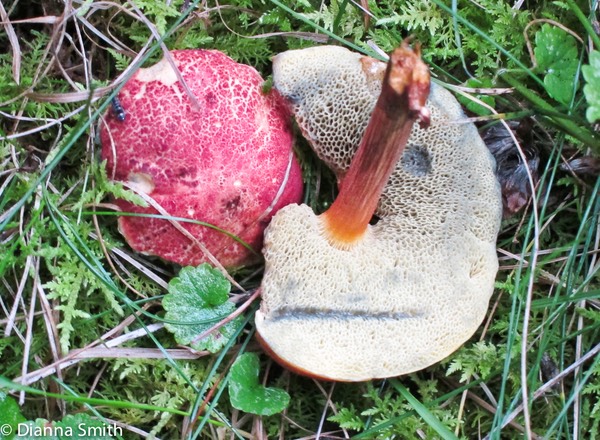 Boletus campestris_1886