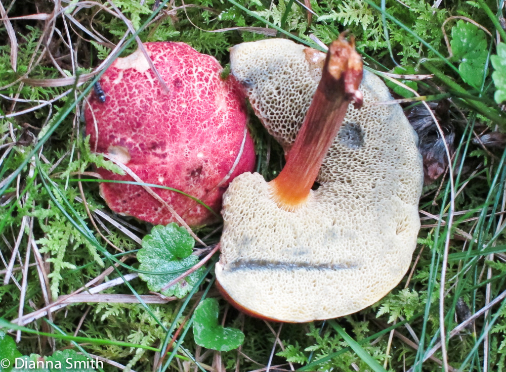 Boletus campestris_1886