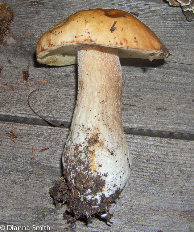 Boletus clavipes mb5343