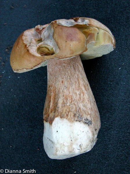 Boletus clavipes no8560