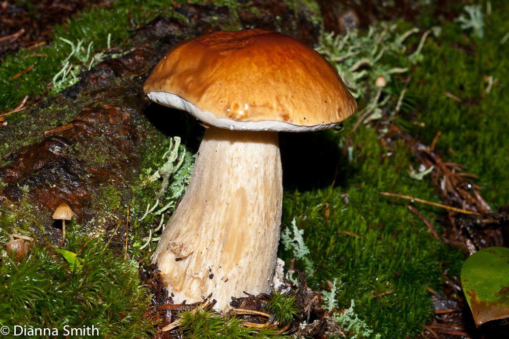 Boletus edulis02277