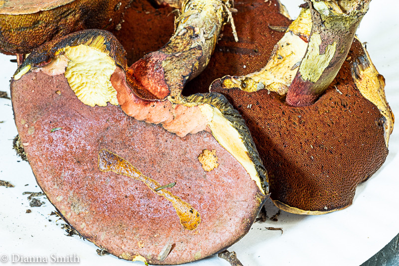 Boletus flammans 01503