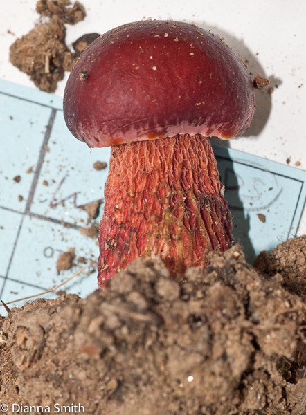 Boletus frostii01273