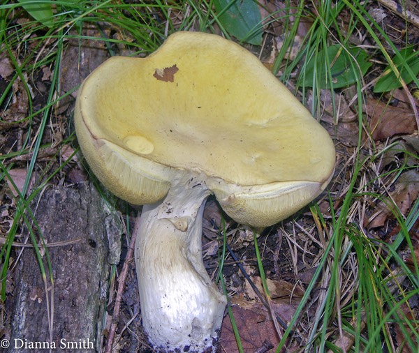 Boletus gertrudiae2546