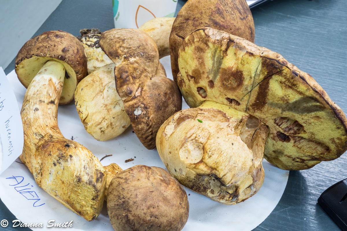 Boletus huronensis01449