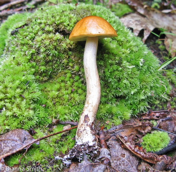 Boletus longicurvipes1143