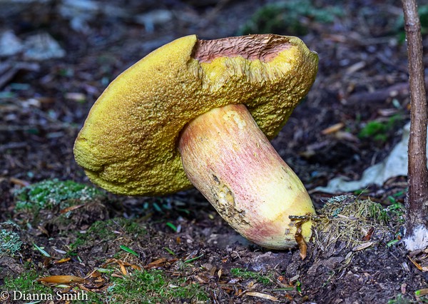 Boletus miniato-olivaceus 01397