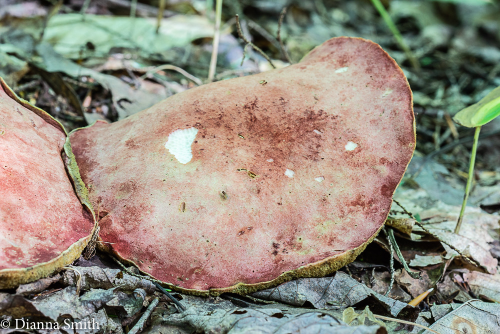 Boletus miniato-olivaceus  01395