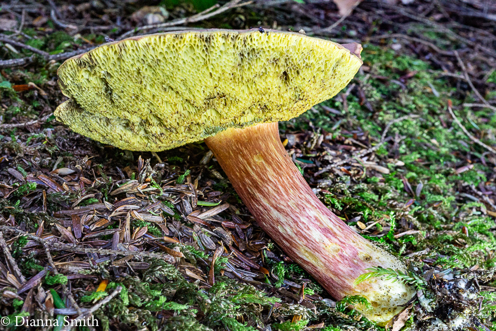 Boletus miniato-olivaceus 04219