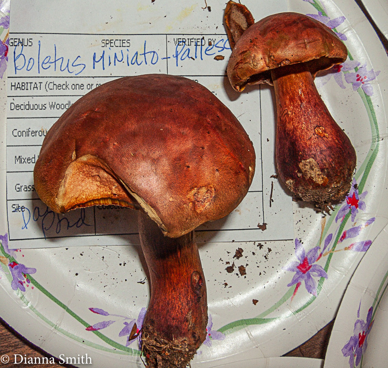 Boletus miniato-pallescens 0143