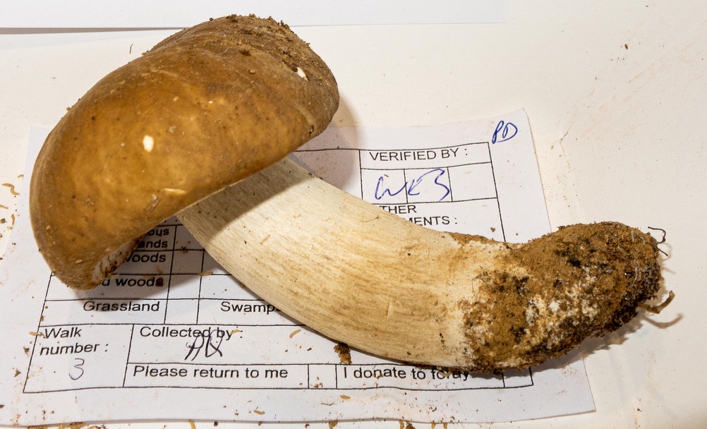 Boletus nobilus 3185