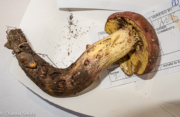 Boletus pseudo-olivaceous 3173