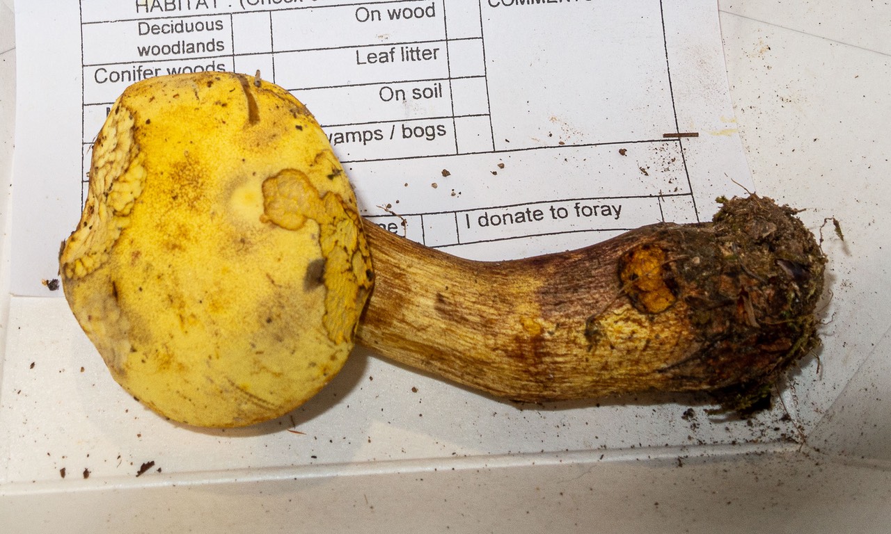 Boletus pseudosulphureus 3182
