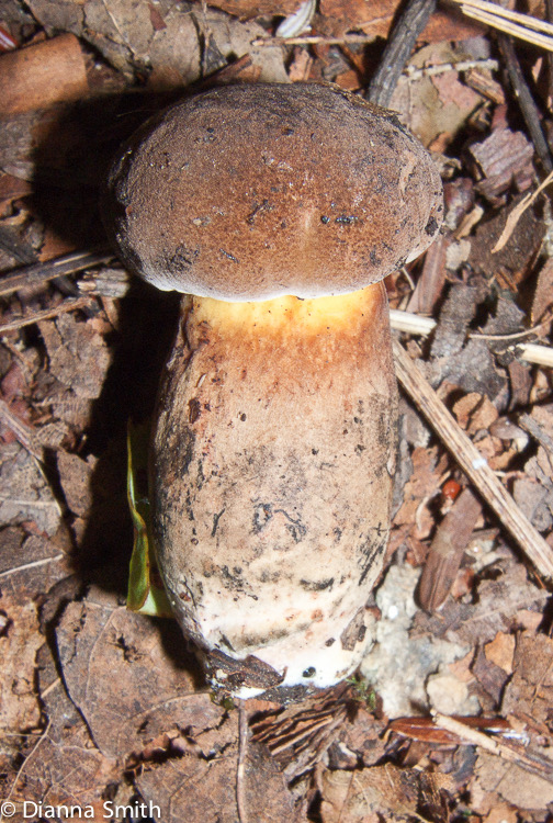 Boletus pulverulentus 9712